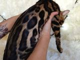 Show Class Bengal Brown Dişi