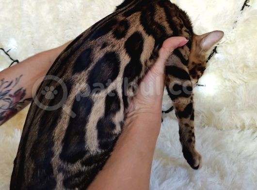 Show Class Bengal Brown Dişi görsel