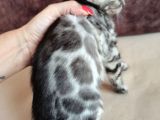 Silver Bengal Erkek 