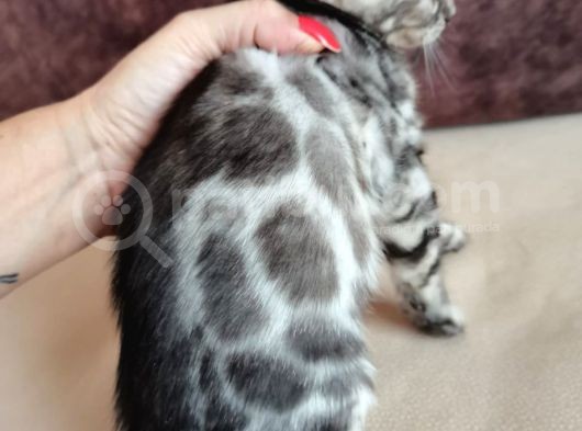 Silver Bengal Erkek  görsel