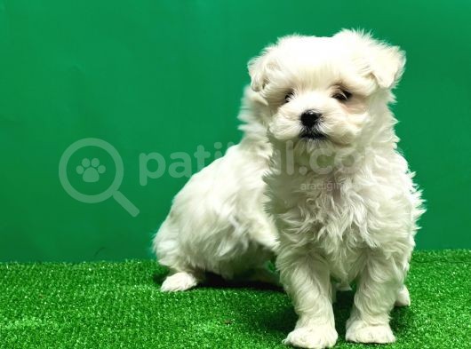 Irk Ve Sağlik Güvencesi̇yle Maltese Terrier Yavrular görsel