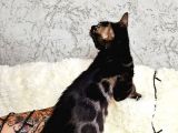 Bengal Cat Pedigreed 