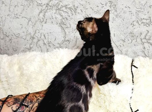 Bengal Cat Pedigreed  görsel