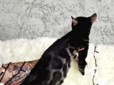 Bengal Cat Pedigreed 
