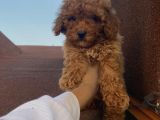 Aşılı Pasaportlu Poodle Bebekler