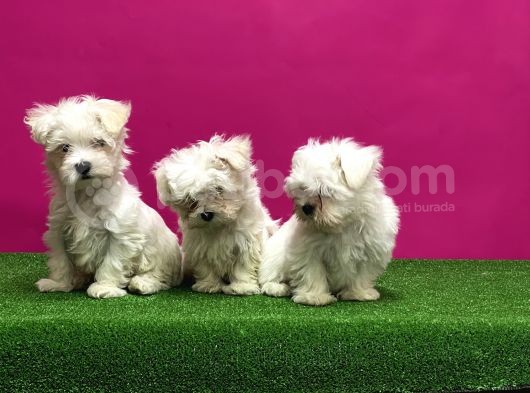 Maltese Terri̇er Yavrular görsel