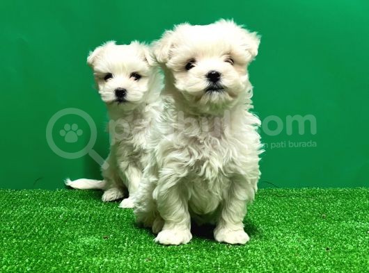 Irk Ve Sağlik Güvencesi̇yle Maltese Terrier Yavrular görsel