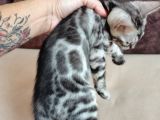 Silver Bengal Erkek 