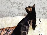 Bengal Cat Pedigreed 