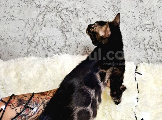 Bengal Cat Pedigreed  görsel