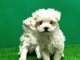 Irk Ve Sağlik Güvencesi̇yle Maltese Terrier Yavrular