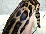 Show Class Bengal Brown Dişi