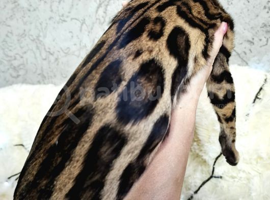 Show Class Bengal Brown Dişi görsel