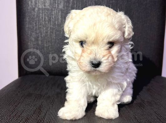 Tea Cup Erkek Toy Poodle  görsel