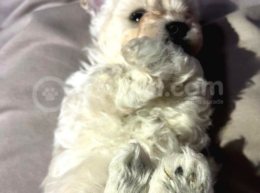 Tea Cup Erkek Toy Poodle  görsel