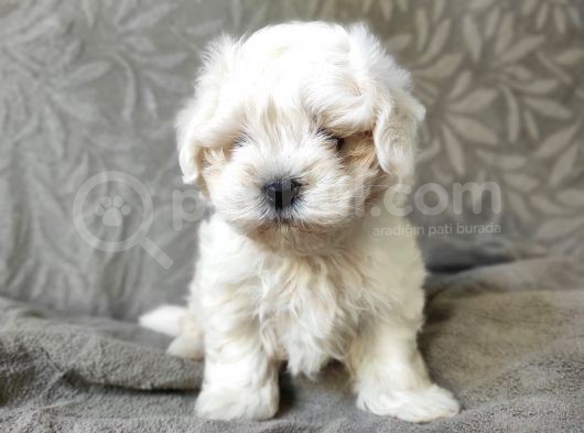 Maltese Yavrular