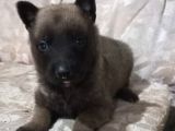 Malinois yavrularımız