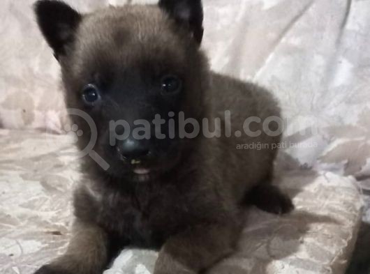 Malinois Yavrularımız