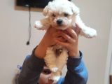 Tea Cup Erkek Toy Poodle 