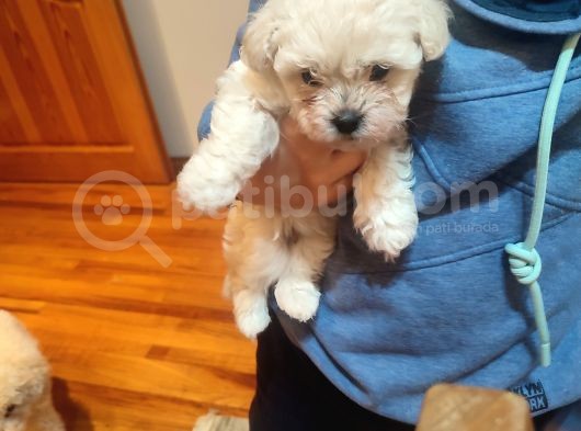 Tea Cup Erkek Toy Poodle  görsel