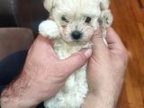 TEA CUP ERKEK TOY POODLE 