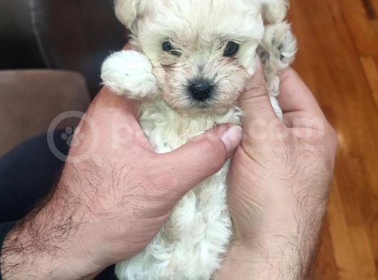 Tea Cup Erkek Toy Poodle 