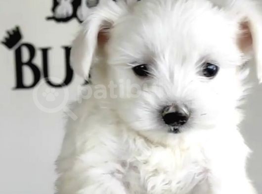 Teacup Maltese Terrier Yavrular Burkem Den