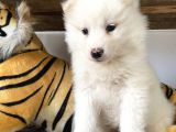 Kar Beyaz Samoyed Yavrular Burkem Den