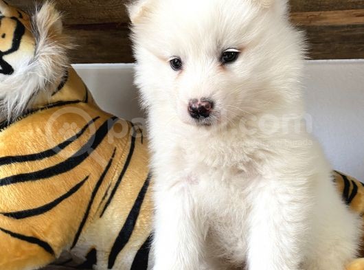 Kar Beyaz Samoyed Yavrular Burkem Den görsel