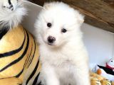 Kar Beyaz Samoyed Yavrular Burkem Den