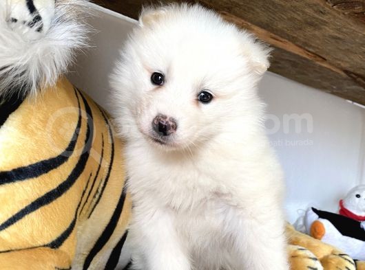 Kar Beyaz Samoyed Yavrular Burkem Den görsel