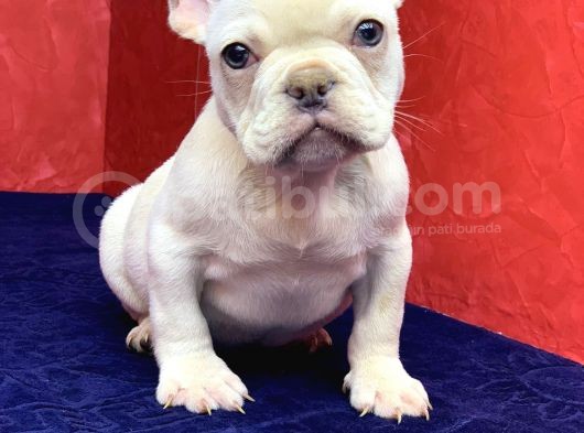 Muhteşem, Mavi̇ Gözlü French Bulldog Plati̇nyum Yavrumuz