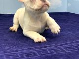 Plati̇num Erkek French Bulldog