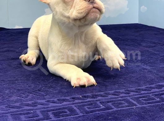 Plati̇num Erkek French Bulldog görsel