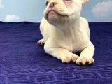 Plati̇num Erkek French Bulldog