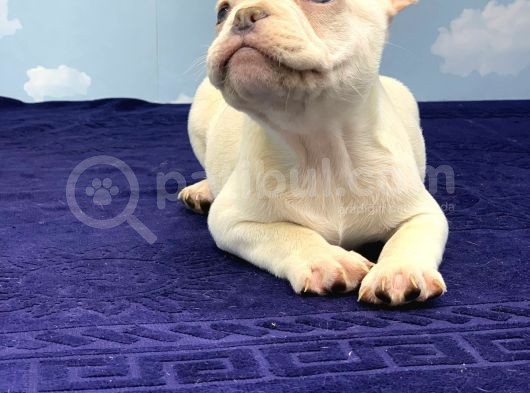 Plati̇num Erkek French Bulldog görsel