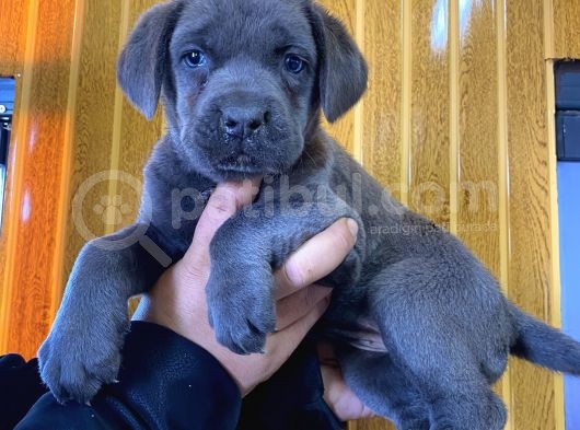 Blue Cane Corso yavrular burkem den