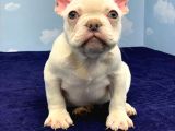 Plati̇num Erkek French Bulldog
