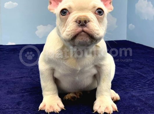 Plati̇num Erkek French Bulldog görsel