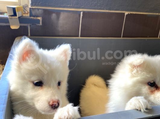 Kar Beyaz Samoyed Yavrular Burkem Den