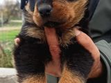 Rottweiler Yavrular