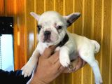 Orjinal French Buldog Yavrular Burkem'den