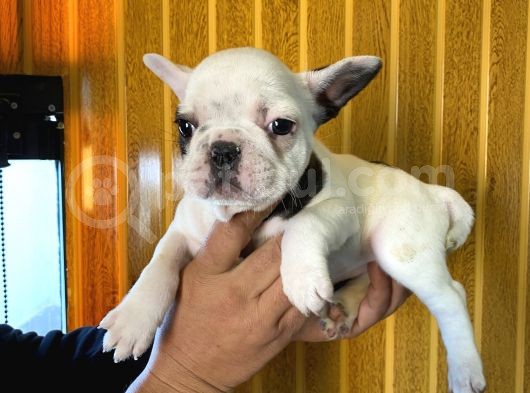 Orjinal French Buldog Yavrular Burkem'Den