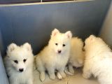 Kar Beyaz Samoyed Yavrular Burkem Den