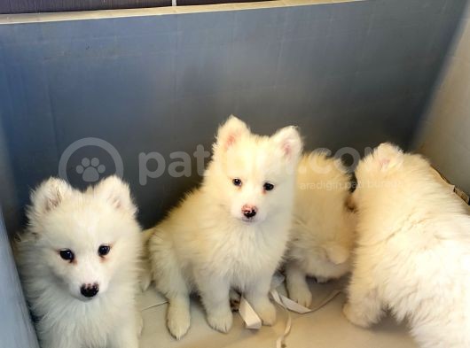 Kar Beyaz Samoyed Yavrular Burkem Den görsel