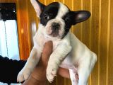 Orjinal French Buldog Yavrular Burkem'Den