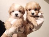 Bebek suratlı dişi Maltipoo bebeğim 