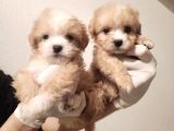 Bebek Suratlı Dişi Maltipoo Bebeğim 