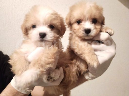 Bebek Suratlı Dişi Maltipoo Bebeğim  görsel