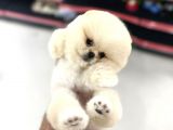 Fci Scr Belgeli Teddybear Pomeranian Boo 